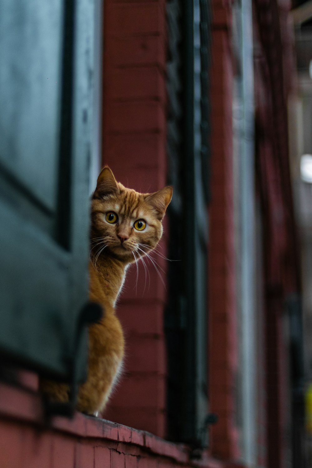 Cat safely indoors beside a window with cat-safe mesh